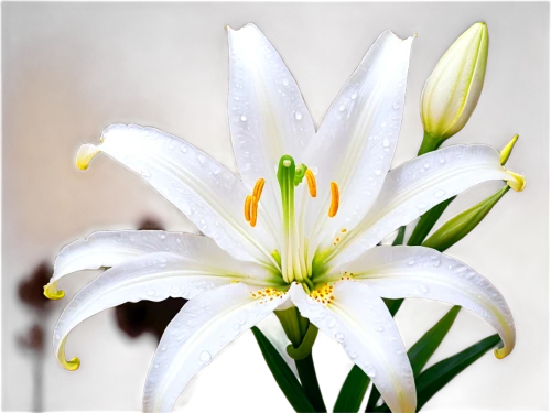 easter lilies,white lily,madonna lily,garden star of bethlehem,lilium candidum,lily flower,star-of-bethlehem,stargazer lily,guernsey lily,tuberose,avalanche lily,star of bethlehem,ornithogalum umbellatum,crinum,peruvian lily,hymenocallis,ornithogalum,lilies,siberian fawn lily,lily water,Illustration,Realistic Fantasy,Realistic Fantasy 37