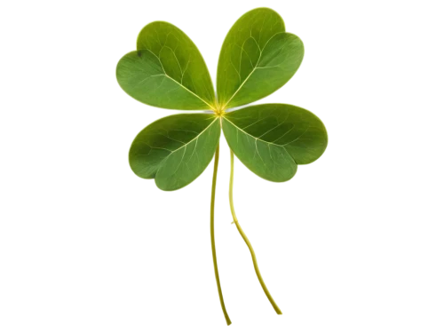 4-leaf clover,a four leaf clover,medium clover,five-leaf clover,four-leaf clover,4 leaf clover,four leaf clover,three leaf clover,long ahriger clover,clover leaves,clovers,lucky clover,shamrock,redwood sorrel,narrow clover,symbol of good luck,shamrocks,wood-sorrel,oxalis,wood sorrel,Photography,Documentary Photography,Documentary Photography 07