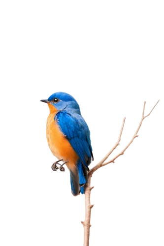 male bluebird,western bluebird,eastern bluebird,bluebird female,bluebird perched,tickell's blue flycatcher,bird on branch,lazuli bunting,common kingfisher,mountain bluebird,bird on tree,kingfisher,bird png,blue rock thrush,blue wren,bird in tree,bluebird,bird on the tree,perching bird,alcedo atthis,Illustration,Retro,Retro 23