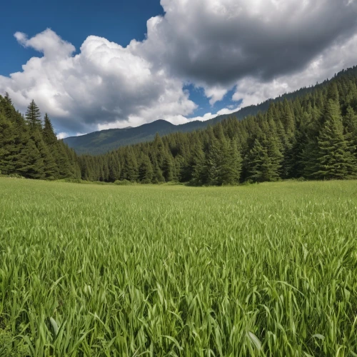 salt meadow landscape,grain field panorama,wheat crops,meadow landscape,barley field,cultivated field,barley cultivation,mountain meadow hay,triticale,field of cereals,carpathians,wheat germ grass,corn field,grassland,foxtail barley,green landscape,green meadow,meadow and forest,mountain meadow,alpine meadow,Photography,General,Realistic