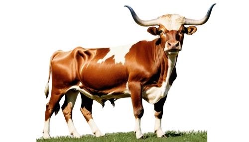 watusi cow,texas longhorn,zebu,horns cow,oxen,alpine cow,longhorn,red holstein,cow,cow icon,mountain cow,ox,bovine,taurus,domestic cattle,montasio,holstein cow,dairy cow,holstein-beef,ruminant,Conceptual Art,Sci-Fi,Sci-Fi 19