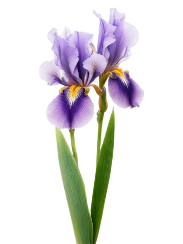 flowers png,tulipan violet,algerian iris,purple irises,irises,iris japonica,iris,violet tulip,cleanup,flower purple,wall,swamp iris,purple flower,defense,turkestan tulip,f,wild iris,purple,tulpenbaum,india hyacinth,Art,Artistic Painting,Artistic Painting 05