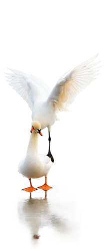 royal tern,orange gull,tern bird,tern,seagull,sea-gull,flying tern,seagull in flight,tern flying,seagull flying,larus,pacific gull,sea gull,cape gull,sandwich tern,indian sea gull,bird png,gull,gooseander,kelp gull,Illustration,Realistic Fantasy,Realistic Fantasy 08