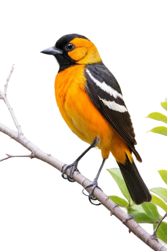 baltimore oriole,cuban oriole,old world oriole,oriole,black headed grosbeak,blackburnian warbler,yellow breasted chat,eurasian golden oriole,varied thrush,yellow robin,tanager,flame robin,bananaquit,eastern yellow robin,orange-breasted sunbird,passerine bird,orange beak,piciformes,cape weaver,beautiful bird,Illustration,Paper based,Paper Based 15