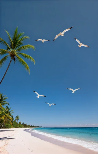 bird island,white sandy beach,antilles,cuba beach,caribbean beach,tropical birds,white sand beach,silver gulls,dream beach,dominican republic,cook islands,tropical beach,punta-cana,beautiful beaches,coconut trees,cape verde island,caribbean,beach landscape,barbados,beautiful beach,Conceptual Art,Daily,Daily 19