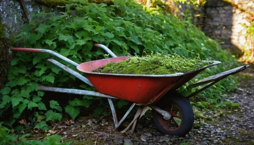 garden shovel,wheelbarrow,watering can,moss saxifrage,garden tools,garden pot,straw cart,walk-behind mower,planter,green waste,garden swing,chair in field,grass cutter,lawnmower,garden tool,planted car,mower,moss,lawn mower,waldmeister,Photography,Documentary Photography,Documentary Photography 12