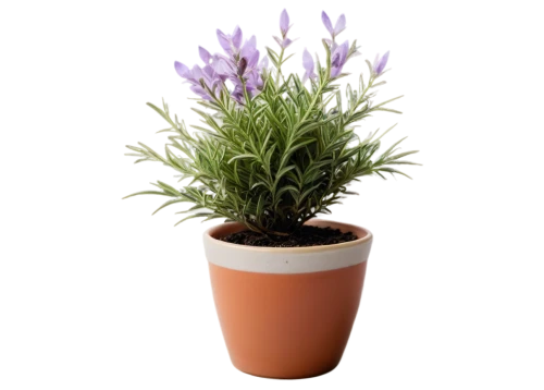 lavandula,french lavender,egyptian lavender,fernleaf lavender,androsace rattling pot,english lavender,lavandula dentata,potted plant,potted flowers,flower pot holder,container plant,flowers png,flowerpot,terracotta flower pot,plant pot,citronella,lavander products,lavendar,aromatic plant,perennial plant,Photography,Fashion Photography,Fashion Photography 05