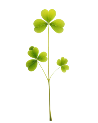 medium clover,4-leaf clover,five-leaf clover,four-leaf clover,4 leaf clover,three leaf clover,four leaf clover,a four leaf clover,clovers,long ahriger clover,redwood sorrel,clover leaves,narrow clover,lucky clover,shamrock balloon,oxalis,shamrock,hybrid clover,shamrocks,patrol,Illustration,Children,Children 03