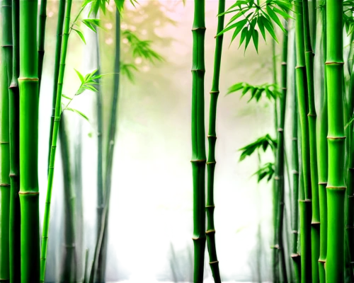 bamboo forest,bamboo plants,bamboo curtain,bamboo,hawaii bamboo,bamboo flute,lucky bamboo,forest background,green wallpaper,cartoon video game background,3d background,green background,bamboo frame,bamboo shoot,mobile video game vector background,green forest,background vector,landscape background,background view nature,green waterfall,Photography,Documentary Photography,Documentary Photography 08