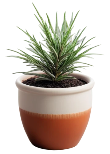 potted palm,plant pot,androsace rattling pot,dwarf pine,potted plant,norfolk island pine,pot plant,garden pot,sweet grass plant,chile pine,pine needle,flowerpot,terracotta flower pot,singleleaf pine,plant pots,citronella,american pitch pine,wooden flower pot,casuarina,desert plant,Illustration,Black and White,Black and White 17