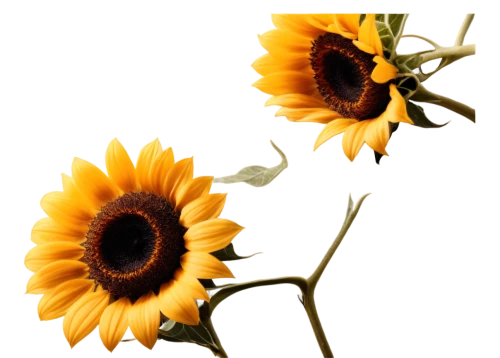 sunflower paper,sunflower lace background,sunflowers in vase,woodland sunflower,sunflowers,flowers png,stored sunflower,helianthus,sun flowers,helianthus sunbelievable,flowers sunflower,helianthus occidentalis,rudbeckia,sunflower,sunflowers and locusts are together,yellow gerbera,helianthus annuus,sunflower coloring,rudbeckia fulgida,sunflower seeds,Illustration,Realistic Fantasy,Realistic Fantasy 14