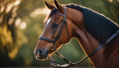 standardbred,equine,quarterhorse,arabian horse,portrait animal horse,thoroughbred arabian,horse breeding,belgian horse,racehorse,dressage,gelding,arabian horses,warm-blooded mare,dream horse,horse grooming,equestrian,equestrian sport,beautiful horses,endurance riding,bridle,Photography,General,Cinematic