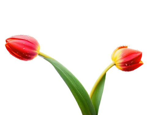tulip background,turkestan tulip,two tulips,flowers png,tulip flowers,tulipa,tulip,tulips,flower background,tulip blossom,orange tulips,tulipa tarda,yellow orange tulip,tulip bouquet,red tulips,vineyard tulip,pink tulip,tulip branches,tulpenbüten,wild tulip,Illustration,Abstract Fantasy,Abstract Fantasy 17