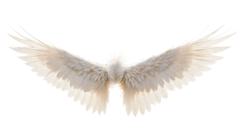 angel wing,angel wings,winged heart,wings,winged,dove of peace,png transparent,white feather,bird wings,bird png,wingtip,bird wing,wing,feather,angelology,white eagle,delta wings,doves of peace,peace dove,white dove,Illustration,Retro,Retro 25