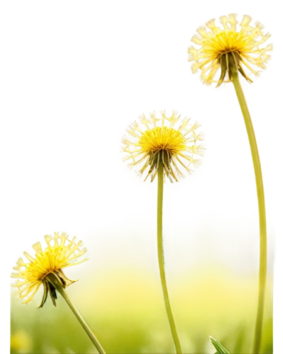 taraxacum officinale,taraxacum,dandelion background,common dandelion,taraxacum ruderalia,coltsfoot,fleabane,hieracium,dandelion flower,dandelions,flowers png,xerochrysum bracteatumm,leucanthemum,crepis paludosa,mayweed,flying dandelions,green chrysanthemums,dandelion,yellow gerbera,hawkweed,Illustration,Black and White,Black and White 21