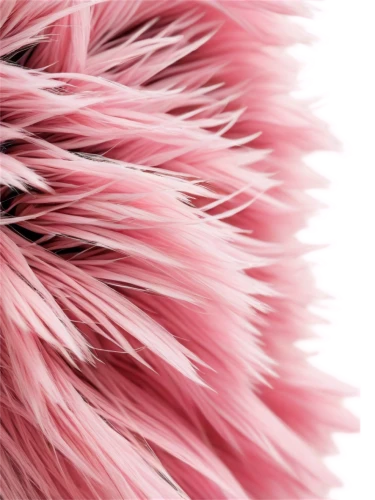 pink quill,ostrich feather,fringed pink,feather carnation,pink chrysanthemum,gradient mesh,feather boa,parrot feathers,pink flamingo,pink carnations,bristles,color feathers,pink grass,pink poppy,beak feathers,chrysanthemum background,gymea lily,pink carnation,pink anemone,feather bristle grass,Illustration,Realistic Fantasy,Realistic Fantasy 25