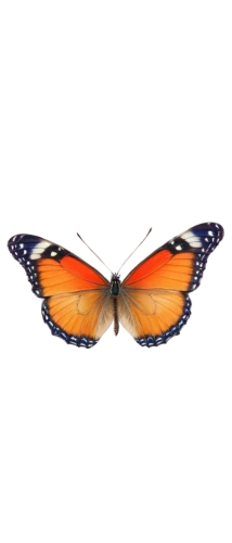 butterfly vector,euphydryas,viceroy (butterfly),orange butterfly,polygonia,butterfly clip art,vanessa atalanta,melitaea,hesperia (butterfly),vanessa (butterfly),scotch argus,coenonympha tullia,lepidoptera,lycaena,lycaena phlaeas,butterfly moth,butterfly background,coenonympha,boloria,butterfly isolated,Photography,Fashion Photography,Fashion Photography 09