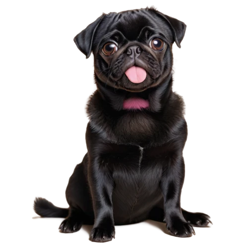 pug,pet vitamins & supplements,puggle,pekingese,affenpinscher,dog photography,dog breed,tibetan spaniel,pet black,french bulldog,teddy roosevelt terrier,purebred dog,the french bulldog,dog-photography,dog illustration,legerhond,dog pure-breed,cute puppy,ancient dog breeds,transparent background,Illustration,Japanese style,Japanese Style 16