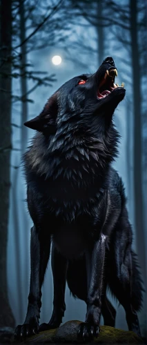 werewolf,werewolves,howling wolf,wolf,wolfman,wolves,black shepherd,european wolf,howl,red wolf,vampire bat,constellation wolf,gray wolf,wolf hunting,wolfdog,wolf bob,the wolf pit,canis lupus,red riding hood,two wolves,Conceptual Art,Graffiti Art,Graffiti Art 10