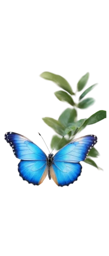 blue butterfly background,butterfly clip art,butterfly vector,butterfly background,ulysses butterfly,morpho butterfly,morpho,blue morpho butterfly,blue morpho,morpho peleides,butterfly isolated,blue butterflies,hesperia (butterfly),blue butterfly,isolated butterfly,mazarine blue butterfly,white admiral or red spotted purple,c butterfly,butterfly,flutter,Photography,Documentary Photography,Documentary Photography 14