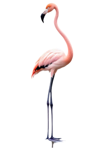 greater flamingo,flamingo,pink flamingo,flamingo with shadow,grey neck king crane,two flamingo,flamingo couple,flamingo pattern,bird png,crane-like bird,flamingos,lawn flamingo,cuba flamingos,flamingoes,a species of marine bird,pink flamingos,fujian white crane,platycercus,crane,bird illustration,Illustration,Black and White,Black and White 08