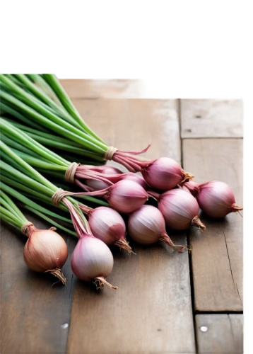red onion,onion bulbs,persian onion,bulgarian onion,spring onions,red garlic,shallot,white onions,farmers market purple onions,garlic bulbs,onions,pearl onion,spring onion,still life with onions,scallion,welsh onion,clove garlic,onion,sweet garlic,allium sativum,Illustration,Vector,Vector 09