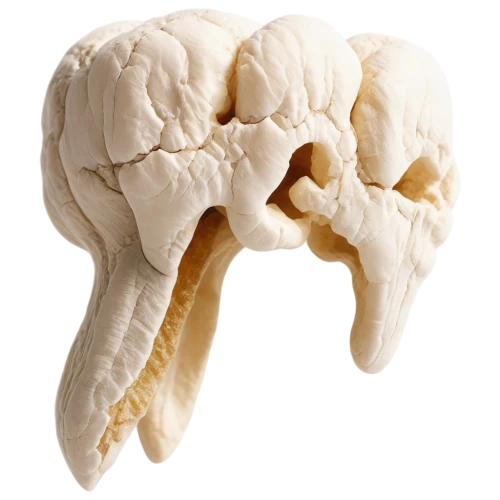 oyster mushroom,matsutake,cerebrum,edible mushrooms,cauliflower,edible mushroom,agaricus,champignon mushroom,dall's sheep,pleurotus eryngii,anti-cancer mushroom,fetus skull,meerschaum pipe,lingzhi mushroom,greater galangal,head of garlic,uterine,elephant garlic,false morel,galangal,Illustration,Paper based,Paper Based 23