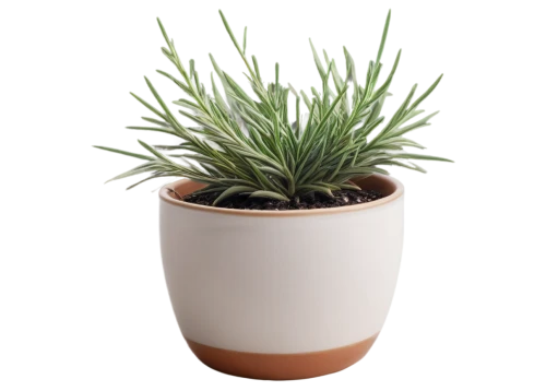 potted palm,androsace rattling pot,potted plant,plant pot,citronella,dwarf pine,pot plant,sweet grass plant,garden pot,container plant,desert plant,sansevieria,flowerpot,succulent plant,money plant,indoor plant,plant pots,rank plant,yucca palm,flower pot,Illustration,Black and White,Black and White 12