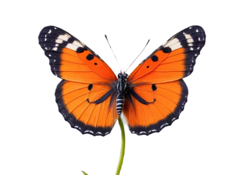 butterfly vector,orange butterfly,euphydryas,viceroy (butterfly),vanessa atalanta,butterfly clip art,scotch argus,polygonia,vanessa (butterfly),hesperia (butterfly),melitaea,coenonympha tullia,lycaena phlaeas,lycaena,butterfly background,butterfly isolated,brush-footed butterfly,white admiral or red spotted purple,vanessa cardui,coenonympha,Photography,Fashion Photography,Fashion Photography 11