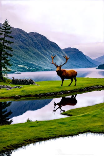 elk,stag,scottish highlands,manchurian stag,deer illustration,buffalo plaid antlers,european deer,landscape background,elk reposing on lateral moraine,background view nature,red deer,buffalo plaid deer,caribou,barren ground caribou,deers,golf landscape,isle of mull,highlands,golf course background,moose antlers,Illustration,Japanese style,Japanese Style 16