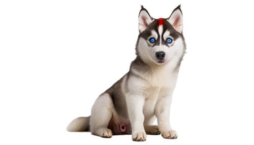 sakhalin husky,tamaskan dog,alaskan klee kai,siberian husky,canaan dog,northern inuit dog,native american indian dog,west siberian laika,east siberian laika,husky,saarloos wolfdog,czechoslovakian wolfdog,canidae,dog breed,huskies,wolfdog,canadian eskimo dog,dog pure-breed,labrador husky,the blue eye,Photography,Documentary Photography,Documentary Photography 33