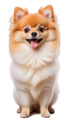 pomeranian,cheerful dog,dog,shiba,doo,dogecoin,knuffig,emogi,small dog,pungsan dog,pekingese,german spitz,bongo,indian spitz,twitch icon,wag,png transparent,german spitz klein,shiba inu,german spitz mittel,Illustration,Abstract Fantasy,Abstract Fantasy 23