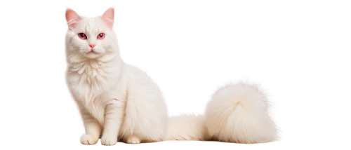 turkish angora,turkish van,british longhair cat,white cat,oriental shorthair,japanese bobtail,oriental longhair,cats angora,british semi-longhair,british longhair,albino bennetts wallaby,kurilian bobtail,indian spitz,asian semi-longhair,domestic long-haired cat,angora,japanese spitz,longhaired whippet,breed cat,american bobtail,Art,Classical Oil Painting,Classical Oil Painting 14