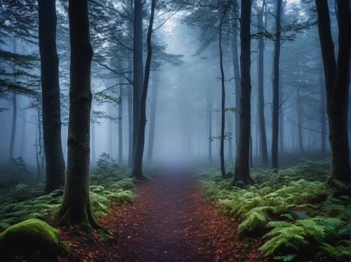 foggy forest,germany forest,haunted forest,forest path,enchanted forest,the mystical path,forest of dreams,fairytale forest,forest floor,forest dark,the forest,fir forest,forest,forest walk,holy forest,forest glade,coniferous forest,fairy forest,foggy landscape,elven forest,Photography,General,Realistic