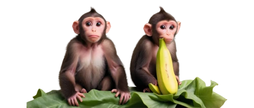 monkey banana,schisandraceae,mandraki,banana family,baboons,scandia gnomes,bananas,arrowroot family,celtuce,monkey family,leek,banana plant,pignolata,nanas,lilo,waldorf salad,baboon,monocotyledon,ape,banana trees,Conceptual Art,Graffiti Art,Graffiti Art 11