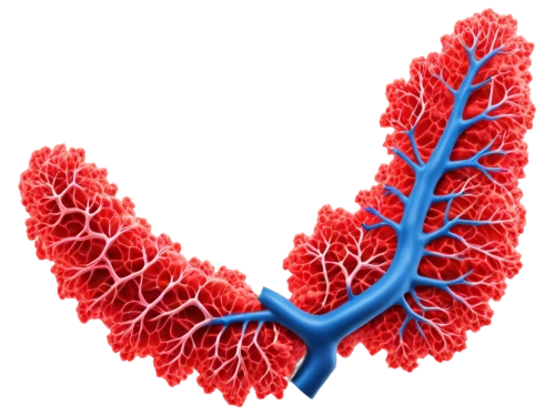 coronary vascular,aorta,circulatory system,circulatory,pipe cleaner,cockscomb,heart stick,coronary artery,dna strand,strozzapreti,rna,arteries,cardiology,connective tissue,electrophysiology,cochineal,ventilate,heart clipart,dicotyledon,blood circulation,Photography,General,Fantasy