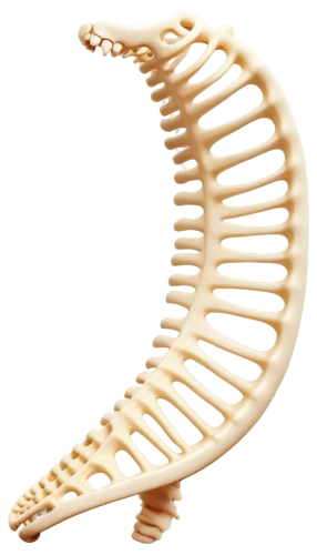 ribcage,wood skeleton,skeletal,rib cage,dna helix,dinosaur skeleton,bone-in rib,spine,skeleton,fish skeleton,skeletal structure,bone,lion's skeleton,helical,jawbone,cervical spine,chair png,fishbones,helix,human skeleton,Illustration,Retro,Retro 21