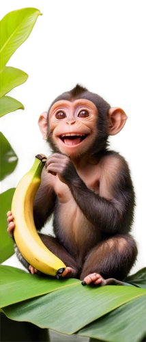 monkey banana,banana,bananas,ape,saba banana,nanas,primate,monkey,banana peel,banana cue,primates,chimpanzee,bonobo,orang utan,banana plant,baby monkey,monkeys band,the monkey,monkeys,crab-eating macaque,Conceptual Art,Daily,Daily 26