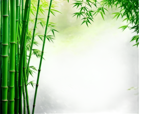 bamboo plants,bamboo forest,bamboo,bamboo curtain,hawaii bamboo,bamboo flute,bamboo frame,lemongrass,green wallpaper,lucky bamboo,bamboo shoot,green background,sugarcane,horsetail,patrol,palm leaf,sweet grass plant,arashiyama,sweet grass,japanese mugwort,Illustration,Realistic Fantasy,Realistic Fantasy 08