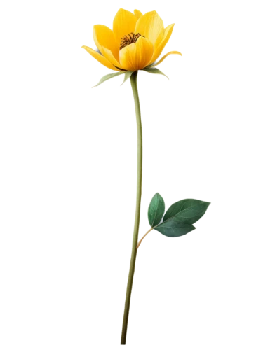 yellow rose background,flowers png,single flower,turkestan tulip,minimalist flowers,rose png,lotus png,ikebana,allamanda,trumpet flower,small sun flower,artificial flower,yellow flower,yellow allamanda,student flower,theaceae,gold flower,lotus ffflower,yellow rose,cut flower,Illustration,Black and White,Black and White 15