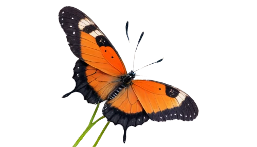 butterfly vector,euphydryas,orange butterfly,butterfly clip art,viceroy (butterfly),butterfly background,heliconius hecale,coenonympha tullia,scotch argus,brush-footed butterfly,coenonympha,vanessa atalanta,polygonia,hesperia (butterfly),lycaena phlaeas,butterfly isolated,vanessa (butterfly),lepidoptera,lycaena,melitaea,Illustration,Realistic Fantasy,Realistic Fantasy 12