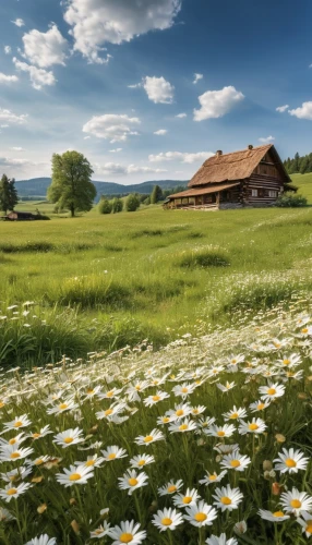 meadow landscape,summer meadow,spring meadow,meadow flowers,flowering meadow,dandelion meadow,carpathians,meadow,flower meadow,bucovina,dandelion field,bucovina romania,chamomile in wheat field,small meadow,home landscape,alpine meadow,meadow daisy,salt meadow landscape,mountain meadow,grassland,Photography,General,Realistic