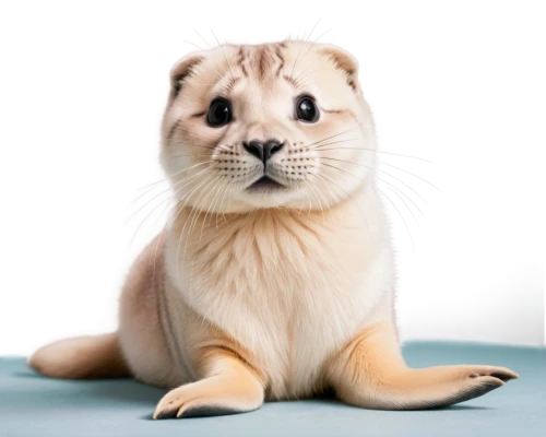 scottish fold,schleich,earless seal,british shorthair,a young sea lion,otterbaby,black-footed ferret,cute animal,otter,ferret,sea otter,hamster,otter baby,gerbil,chinchilla,mustelidae,cute animals,stoat,puggle,kurilian bobtail,Illustration,Vector,Vector 17