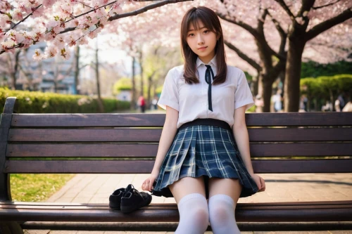 japanese sakura background,sakura background,chidori is the cherry blossoms,sakura,anime japanese clothing,takato cherry blossoms,sakura flowers,sakura flower,park bench,cherry petals,sakura blossom,cherry blossoms,cherry blossom,japanese kawaii,sakura blossoms,girl sitting,school skirt,kawaii girl,the cherry blossoms,spring background,Art,Classical Oil Painting,Classical Oil Painting 06