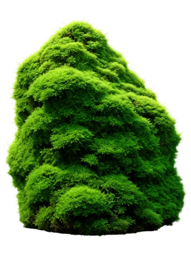 patrol,cleanup,tree moss,aaa,fir green,forest moss,moss,dwarf tree,coniferous,caulerpa,green tree,evergreen trees,waldmeister,temperate coniferous forest,fingerbush,eco,small tree,green,thuja,japanese kuchenbaum,Illustration,Paper based,Paper Based 26