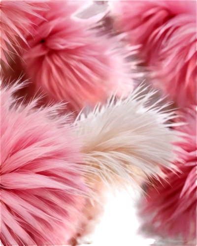 feather boa,parrot feathers,feather carnation,pompom,ostrich feather,pink quill,pink carnations,fringed pink,cochineal,pink chrysanthemum,pink chrysanthemums,flowers png,pink anemone,magenta,sea anemones,color feathers,pom-pom,pink grass,klepon,feathers,Art,Artistic Painting,Artistic Painting 29