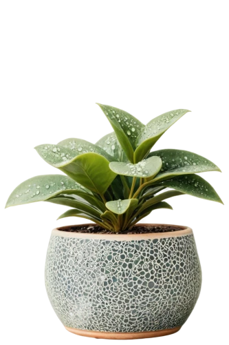 androsace rattling pot,gyokuro,garden pot,two-handled clay pot,plant pot,potted plant,money plant,china pot,hojicha,pot plant,ikebana,terracotta flower pot,clay pot,loose-leaf,plants in pots,flowerpot,shincha,houseplant,lemon myrtle,mixed cup plant,Art,Artistic Painting,Artistic Painting 38