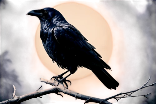 carrion crow,common raven,black raven,raven bird,american crow,corvidae,black crow,ravens,crows bird,king of the ravens,3d crow,corvus,corvid,crows,crow,jackdaw,fish crow,raven rook,raven,black vulture,Photography,Black and white photography,Black and White Photography 08