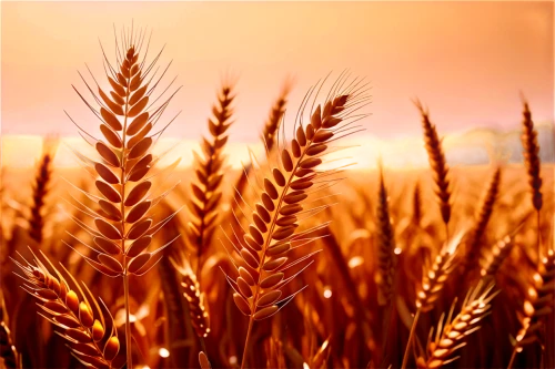 wheat crops,wheat grasses,wheat ear,durum wheat,wheat grain,wheat field,einkorn wheat,wheat fields,strands of wheat,khorasan wheat,strand of wheat,seed wheat,wheat ears,foxtail barley,triticum durum,wheat germ grass,sprouted wheat,field of cereals,triticale,barley field,Unique,Paper Cuts,Paper Cuts 04