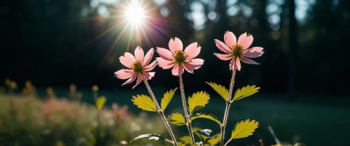 flower in sunset,pink cosmea,centaurium,cosmos flowers,cosmos flower,pink daisies,cosmea bipinnata,cosmea,bush anemone,japanese anemone,dahlia pink,autumnalis,columbine,erdsonne flower,wild tulips,ornithogalum umbellatum,pink flowers,aquilegia japonica,flower background,lapland columbine